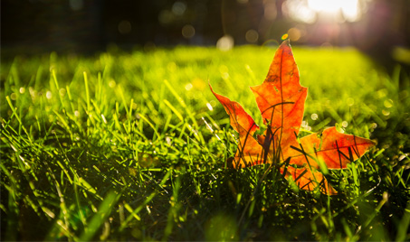 Embracing the Beginning of Autumn: A Seasonal Shift in Energy and Environment